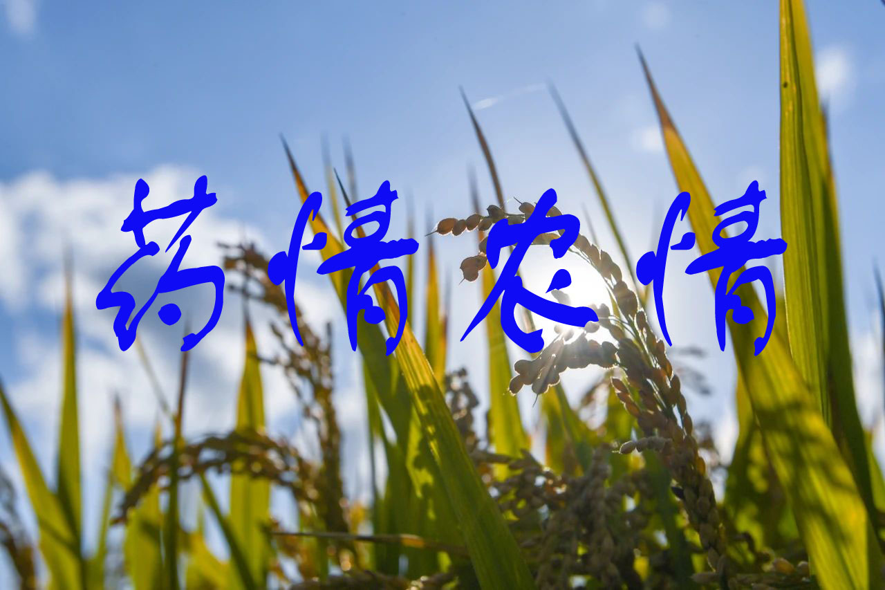 玉米南方锈病预计偏重至大发生！吡唑醚菌酯&middot;戊唑醇等药剂被推荐